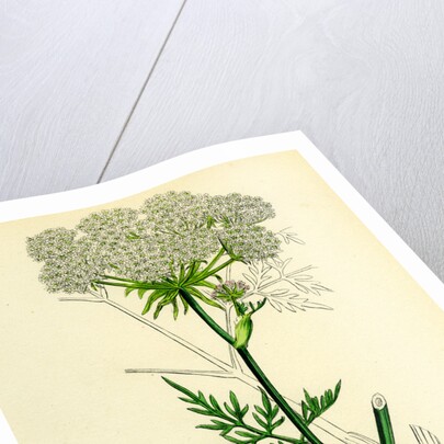 Peucedanum Palustre Marsh Hog's-Fennel by Anonymous