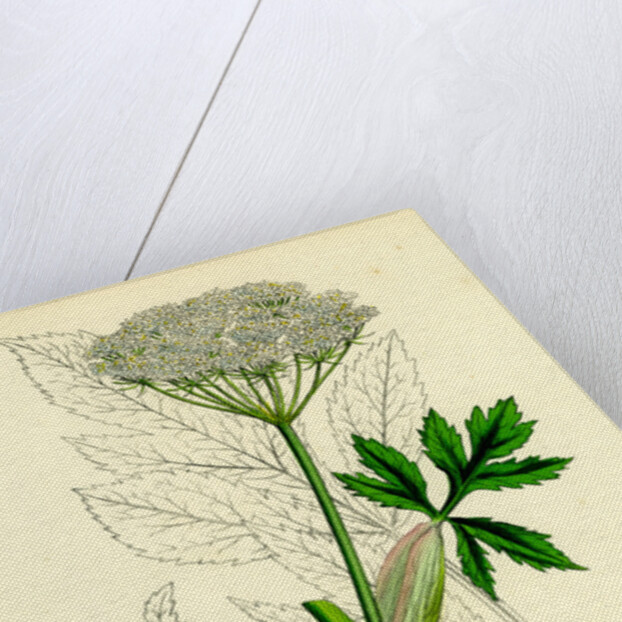 Peucedanum Ostruthium Master-Wort-- by Anonymous