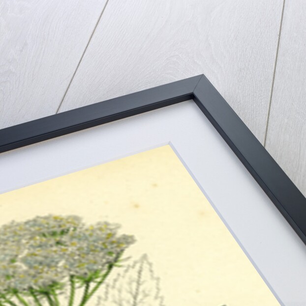 Peucedanum Ostruthium Master-Wort-- by Anonymous