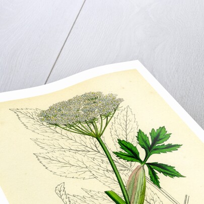 Peucedanum Ostruthium Master-Wort-- by Anonymous