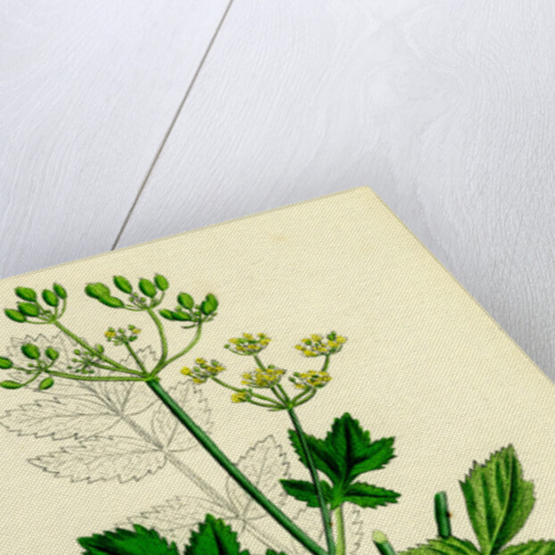 Pastinaca Sativa Wild-Parsnip by Anonymous