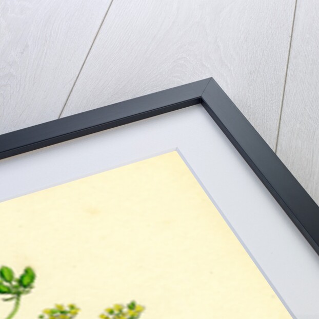 Pastinaca Sativa Wild-Parsnip by Anonymous