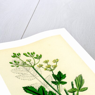 Pastinaca Sativa Wild-Parsnip by Anonymous