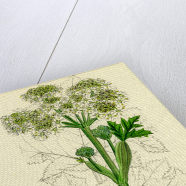 Heracleum Sphondylium Common Cow-Parsnip by Anonymous