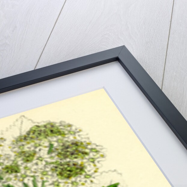 Heracleum Sphondylium Common Cow-Parsnip by Anonymous