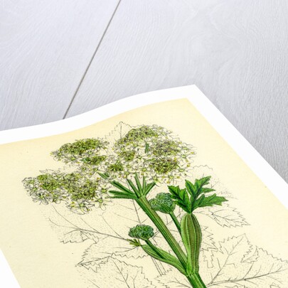 Heracleum Sphondylium Common Cow-Parsnip by Anonymous