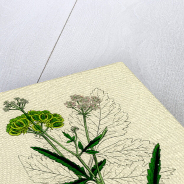 Tordylium Maximum Great Hart-Wort by Anonymous