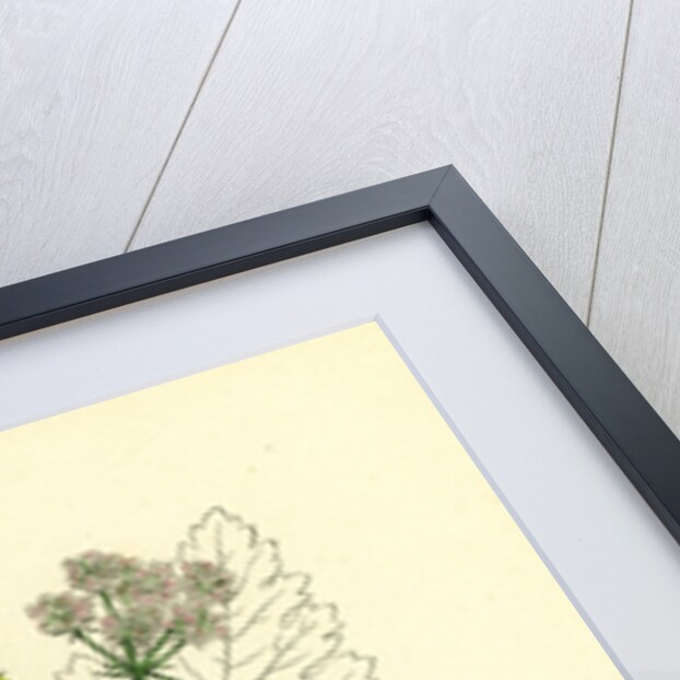 Tordylium Maximum Great Hart-Wort by Anonymous