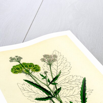 Tordylium Maximum Great Hart-Wort by Anonymous