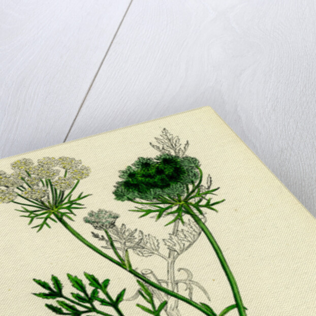 Daucus Carota Wild Carrot by Anonymous