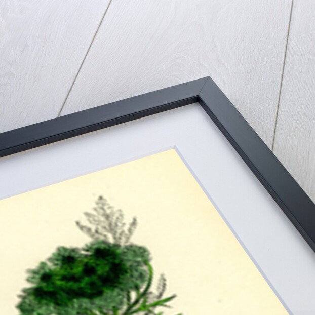 Daucus Carota Wild Carrot by Anonymous