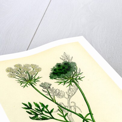 Daucus Carota Wild Carrot by Anonymous