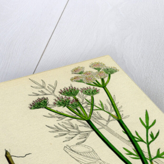 Oenanthe Silaifolia Sulphurwort Water-Dropwort by Anonymous