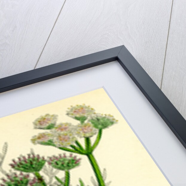 Oenanthe Silaifolia Sulphurwort Water-Dropwort by Anonymous