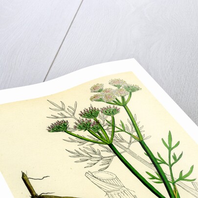 Oenanthe Silaifolia Sulphurwort Water-Dropwort by Anonymous