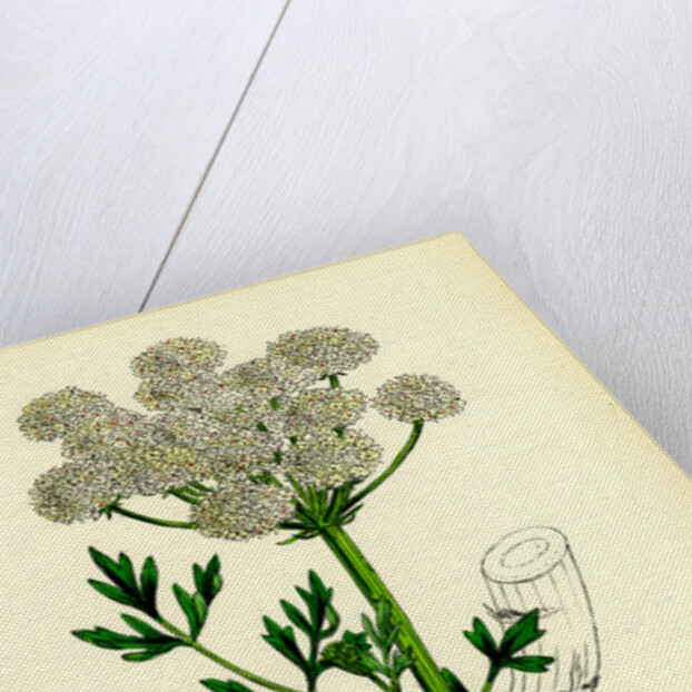 Oenanthe Crocata Hemlock Water-Dropwort by Anonymous