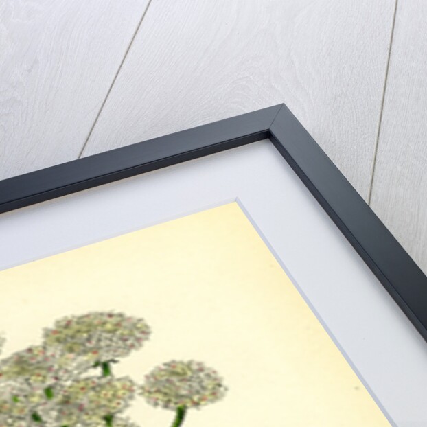 Oenanthe Crocata Hemlock Water-Dropwort by Anonymous