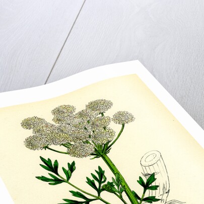 Oenanthe Crocata Hemlock Water-Dropwort by Anonymous