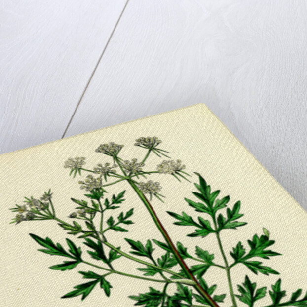 Aethusa Cynapium Common Fool's-Parsley by Anonymous