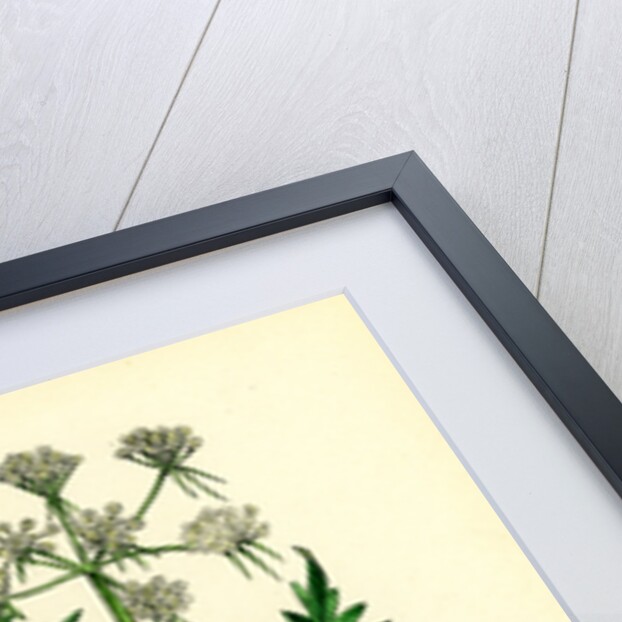 Aethusa Cynapium Common Fool's-Parsley by Anonymous