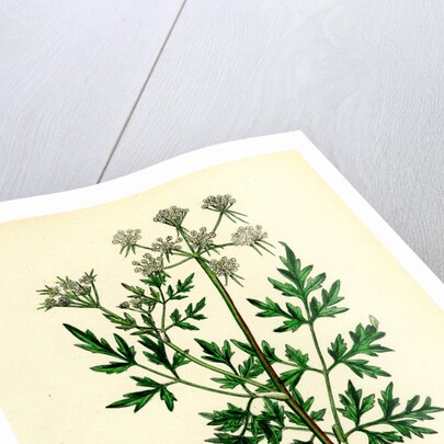 Aethusa Cynapium Common Fool's-Parsley by Anonymous