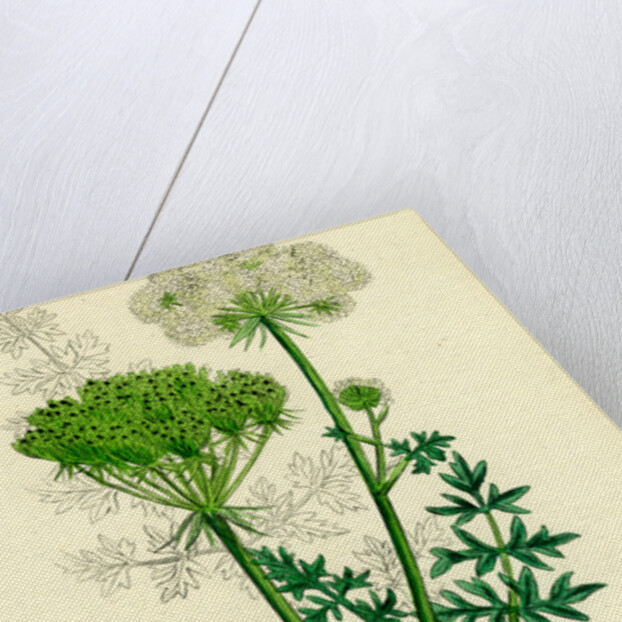 Seseli Libanotis Mountain Meadow-Saxifrage by Anonymous