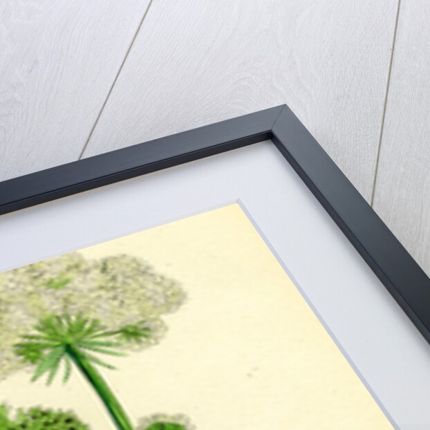 Seseli Libanotis Mountain Meadow-Saxifrage by Anonymous