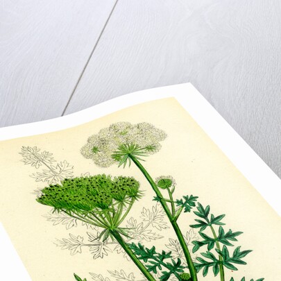 Seseli Libanotis Mountain Meadow-Saxifrage by Anonymous