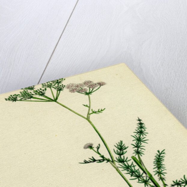 Carum Verticillatum Worled Caraway by Anonymous