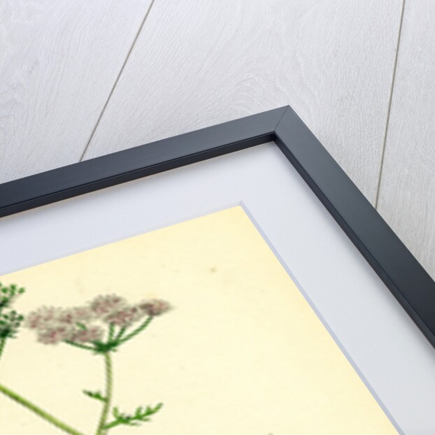 Carum Verticillatum Worled Caraway by Anonymous