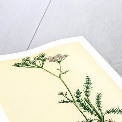 Carum Verticillatum Worled Caraway by Anonymous