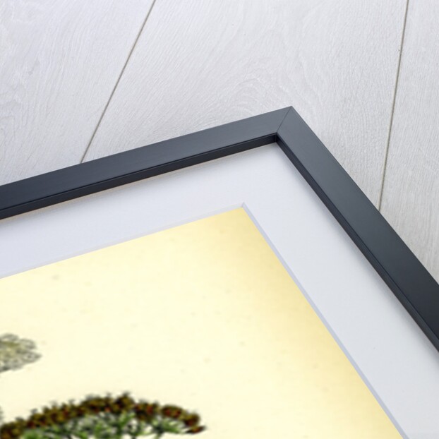 Carum Carui Common Caraway by Anonymous