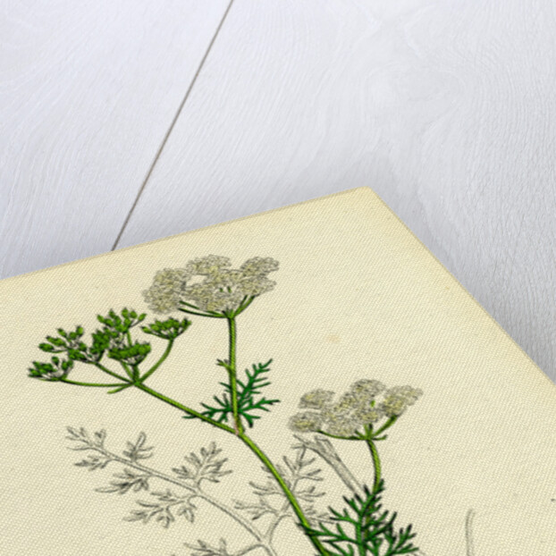 Bunium Flexuosum Common Earth-Nut-- by Anonymous