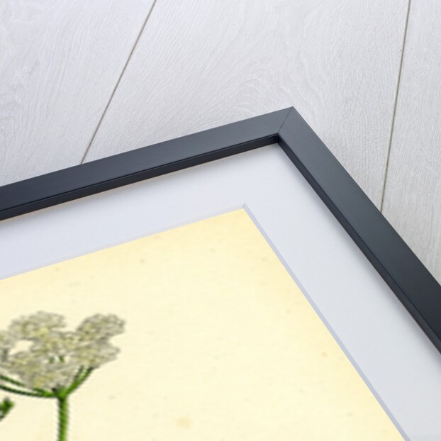 Bunium Flexuosum Common Earth-Nut-- by Anonymous