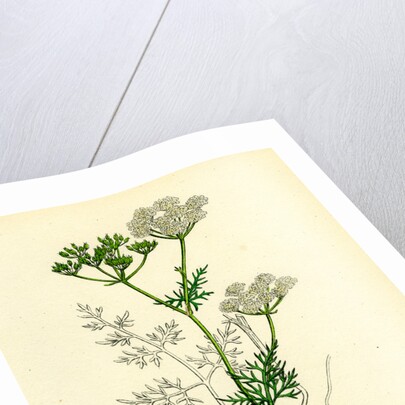 Bunium Flexuosum Common Earth-Nut-- by Anonymous