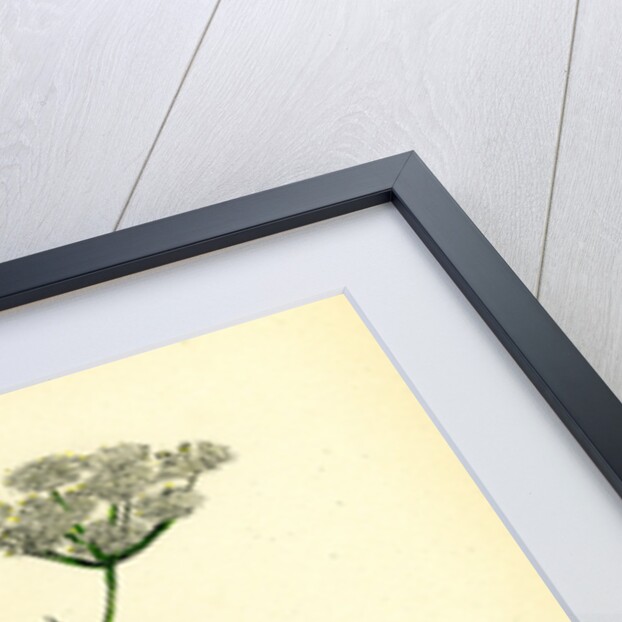 Pimpinella Saxifraga Common Burnet Saxifrage by Anonymous