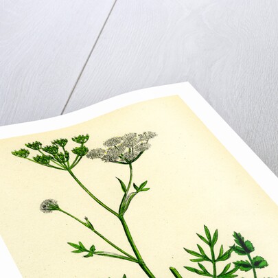 Pimpinella Saxifraga Common Burnet Saxifrage by Anonymous