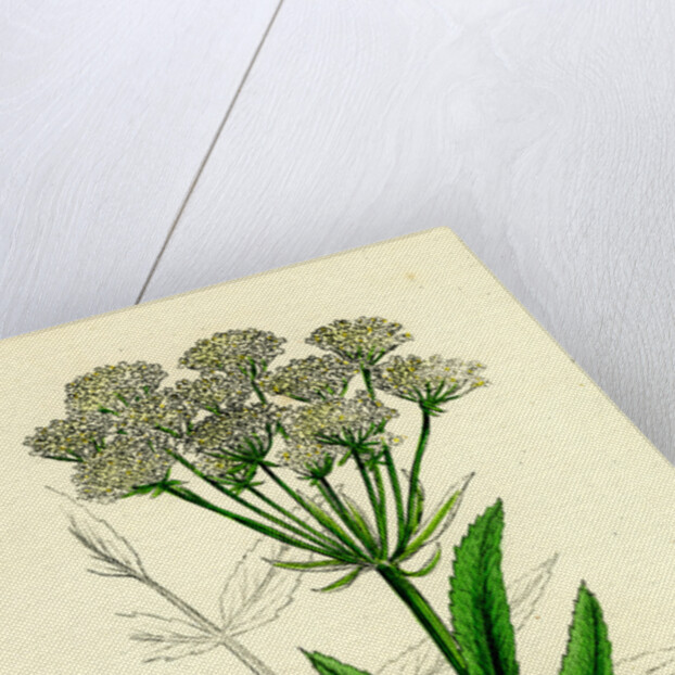 Sium Latifolium Great Water-Parsnip by Anonymous