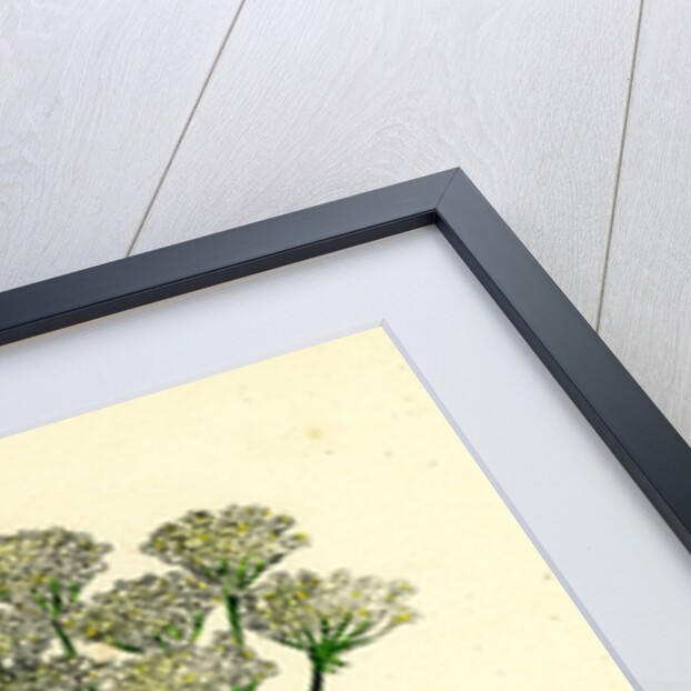 Sium Latifolium Great Water-Parsnip by Anonymous