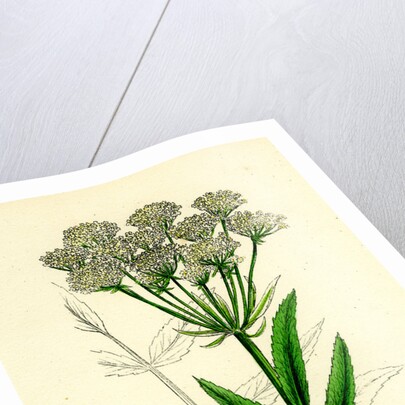 Sium Latifolium Great Water-Parsnip by Anonymous