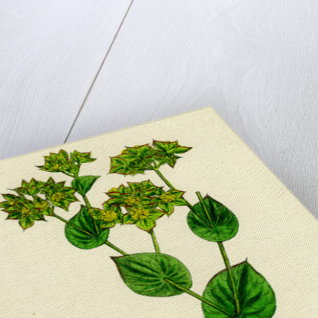 Bupleurum Rotundifolium Perfoliate Hare's-Ear by Anonymous