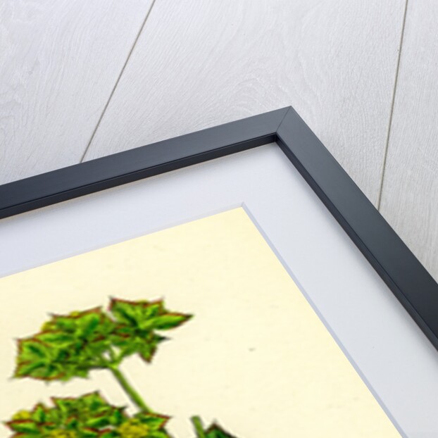 Bupleurum Rotundifolium Perfoliate Hare's-Ear by Anonymous