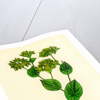 Bupleurum Rotundifolium Perfoliate Hare's-Ear by Anonymous