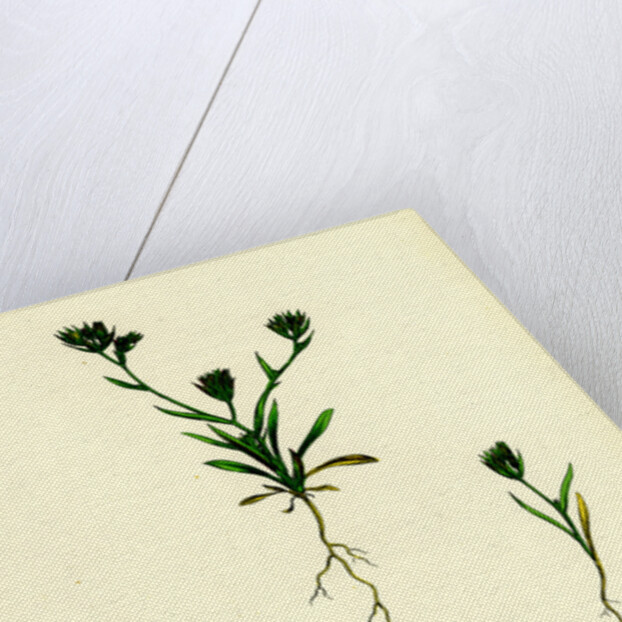 Bupleurum Aristatum Narrow-Leaved Hare's-Ear by Anonymous