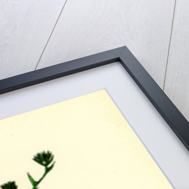 Bupleurum Aristatum Narrow-Leaved Hare's-Ear by Anonymous