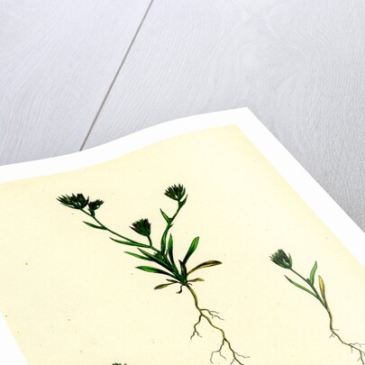 Bupleurum Aristatum Narrow-Leaved Hare's-Ear by Anonymous