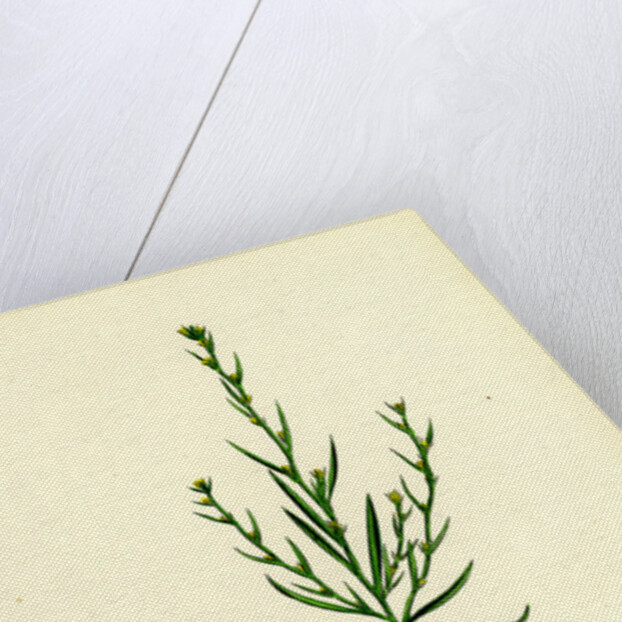 Bupleurum Tenuissimum Slender Hare's-Ear by Anonymous