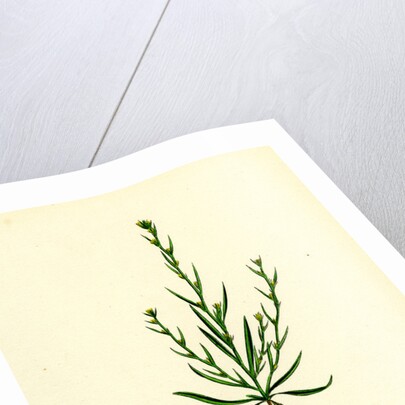 Bupleurum Tenuissimum Slender Hare's-Ear by Anonymous