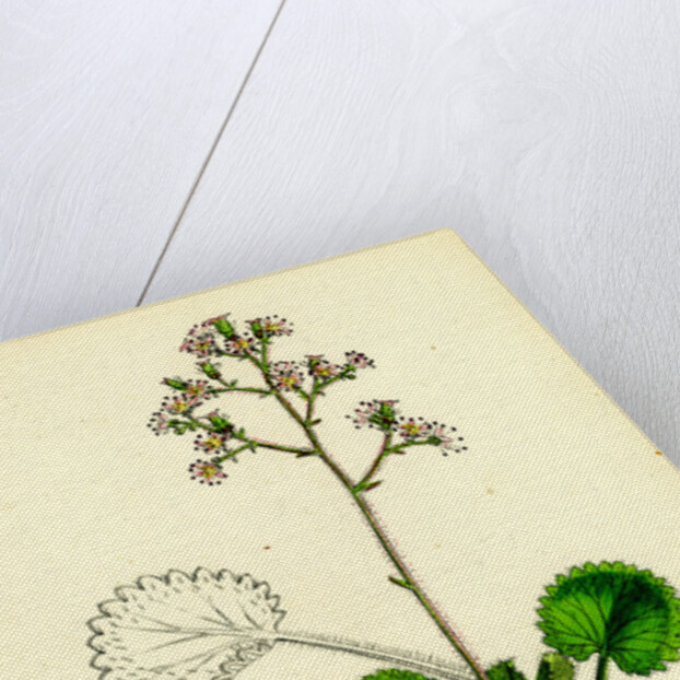 Saxifraga Geum Var. Serrata Kidney-Leaved London-Pride by Anonymous