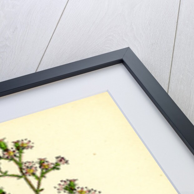 Saxifraga Geum Var. Serrata Kidney-Leaved London-Pride by Anonymous